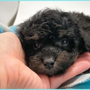 Meet your Posher, Matthew